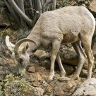 Zion Bighorn